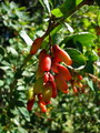 زرشک خوراکی